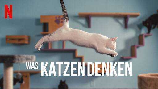 Was Denken Katzen Wenn Man Sie Küsst Watch | Netflix